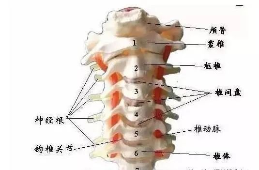 颈椎分七段每段不好都会产生不同的疾病快来看看吧