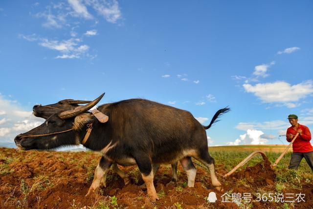 正月十一辛丑日,2021是十一牛耕田,今年年景怎么样呢?