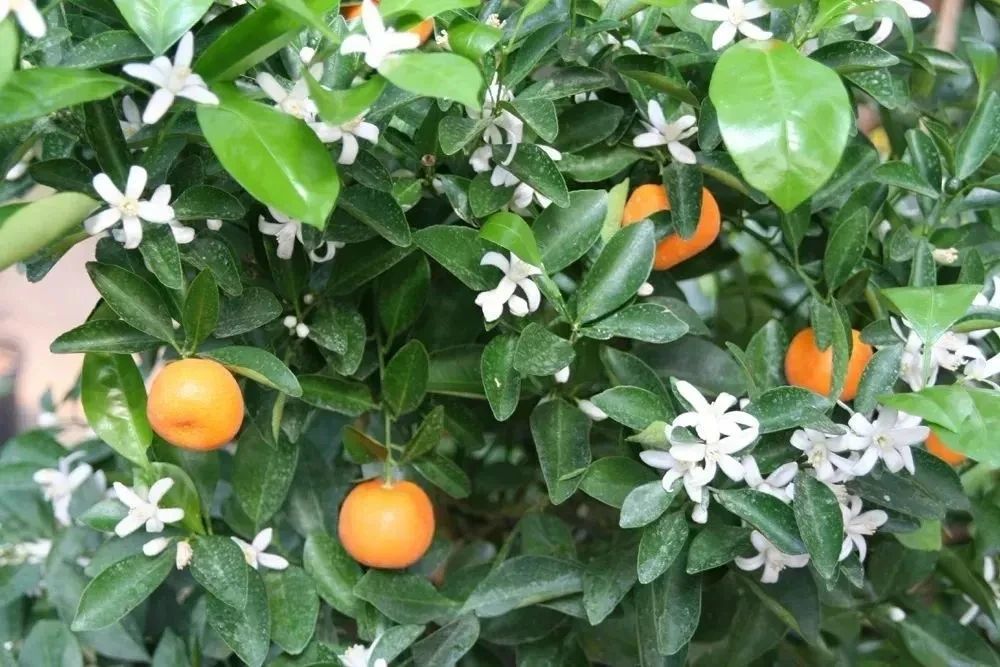 三种不同的观赏橘,金桔,四季桔和砂糖桔,为啥容易掉果实?