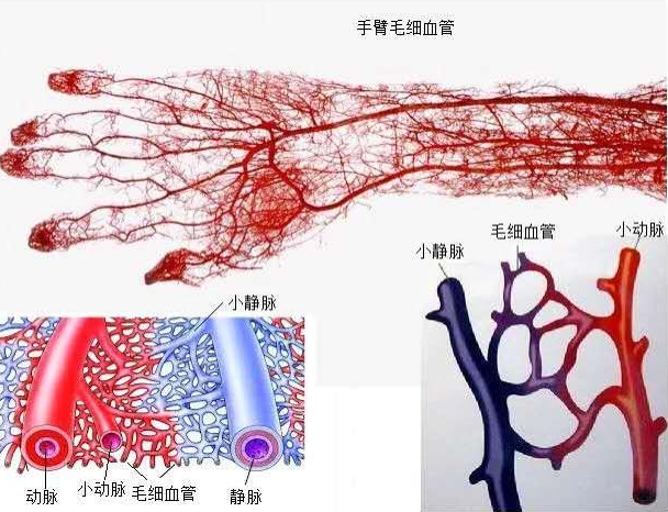 用白话解释,微循环就相当于"血运快递"的最后一段,人体单纯靠心脏的