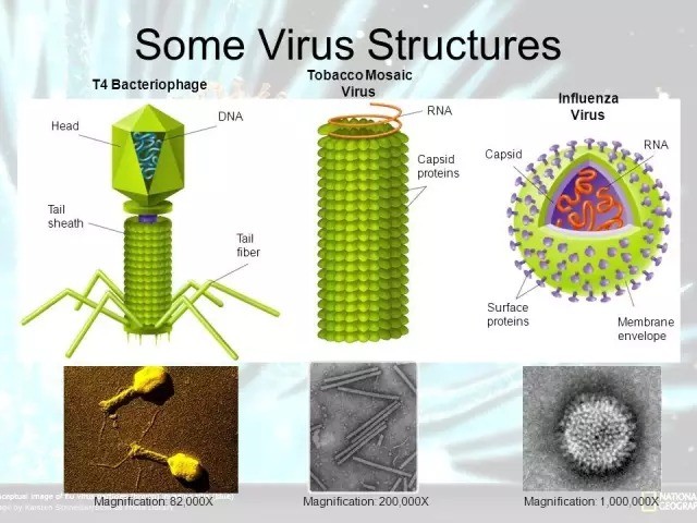t4噬菌体病毒(左,烟草花叶病毒(中,流感病毒(右)的形态