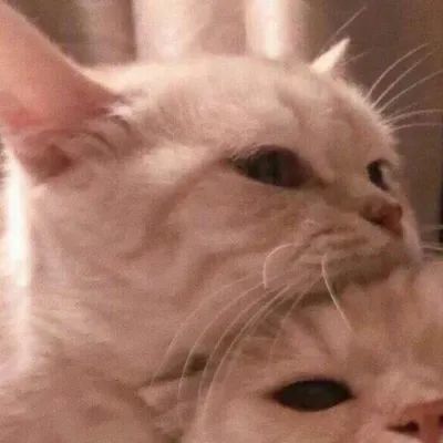 动物情头可爱猫咪情侣头像一对