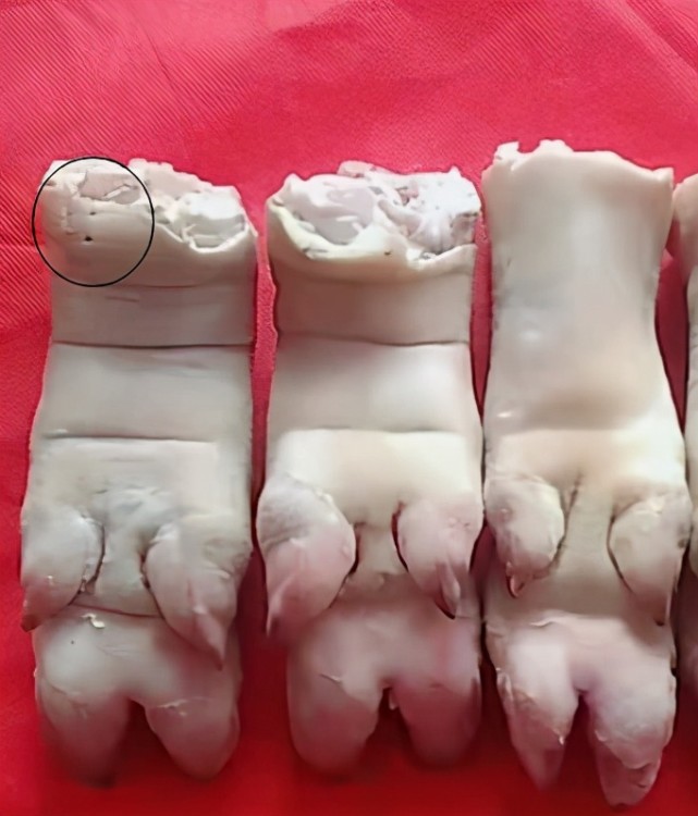 猪蹄的小孔孔发现了吗?右面的明显是前蹄右边的是!朋友们很简单吧!