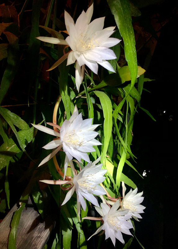 室内盆栽"新宠"—小叶昙花,每年开花好几次,一卉能熏一室香