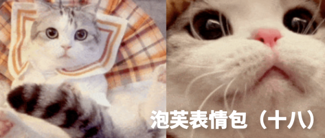 历史回顾|网红猫咪|泡芙表情包(十九)