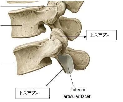 颈椎小关节由上椎骨的下关节突与下椎骨的上关节突组成,由于颈椎的