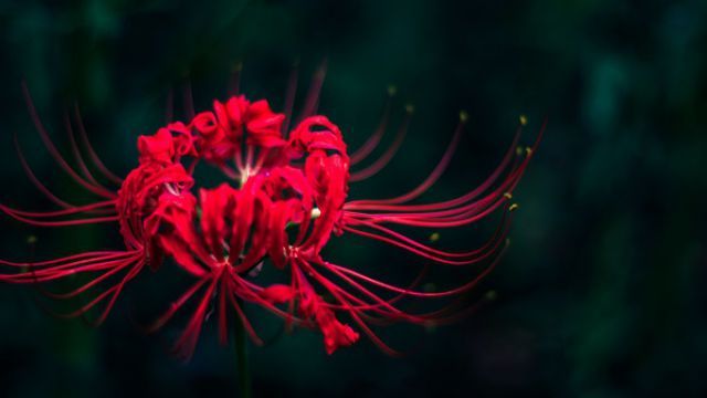 传说中的"冥界四花"真实存在,彼岸花上榜,网友:小生怕怕