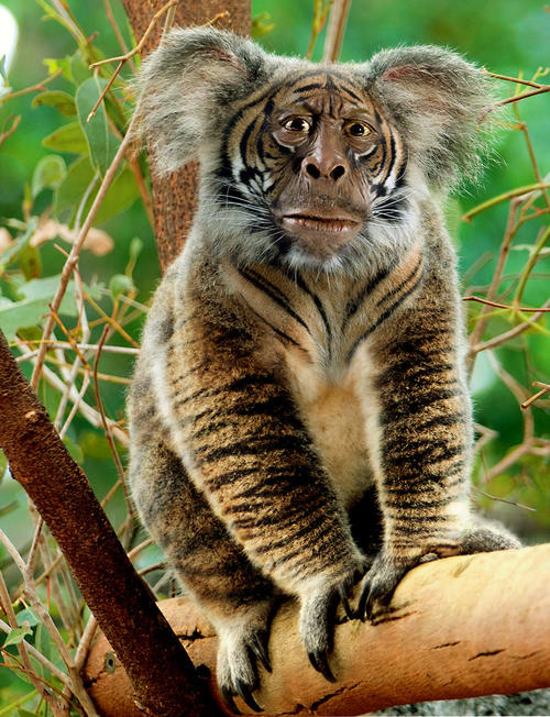 澳洲有种动物叫drop bear,它能识别外地口音且只袭击游客.