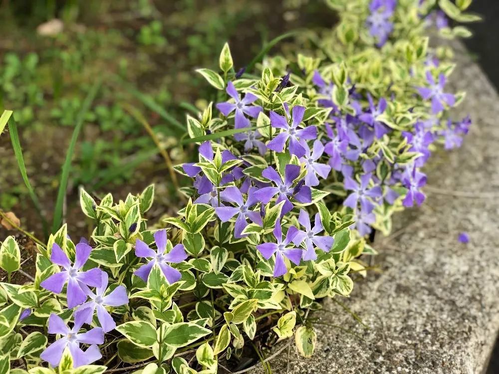 3,花叶蔓长春(vinca major var. variegata)