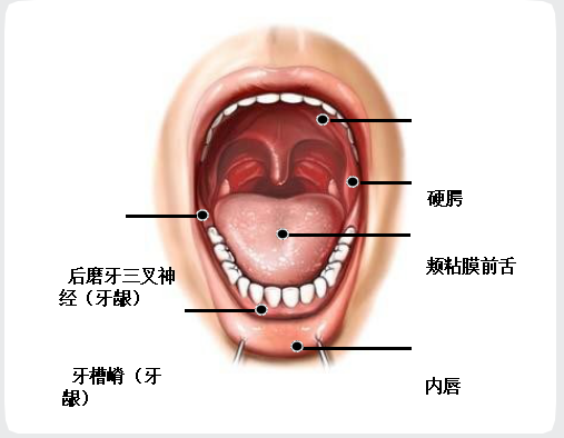 首先来了解一下我们的口腔结构 图片来源nccn指南 嘴唇 外部(或干燥
