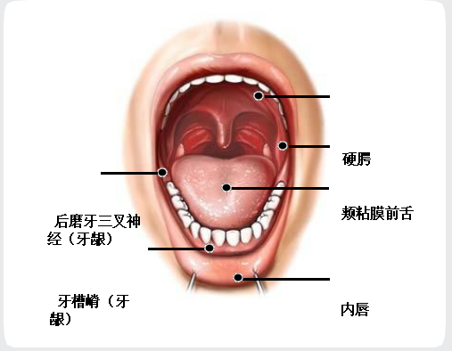 首先来了解一下我们的口腔结构:口腔癌是发生在口腔的恶性肿瘤之总称