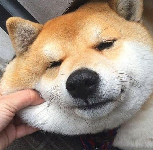 柴犬什么时候爆脸该如何喂养