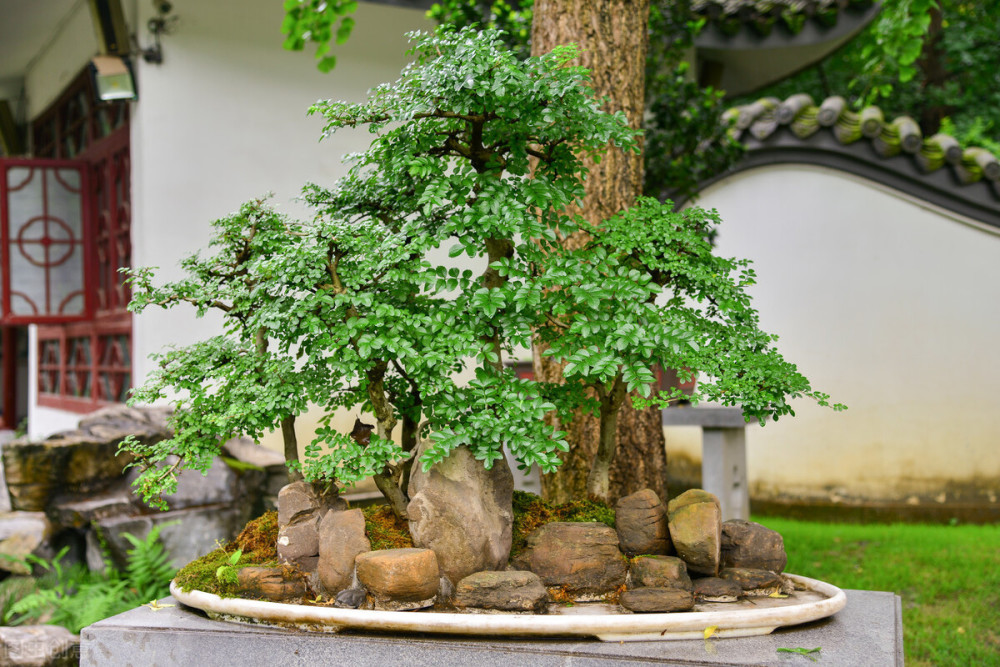 盆景用盆有什么诀窍?通过5个环节,挑选出适合你盆景的