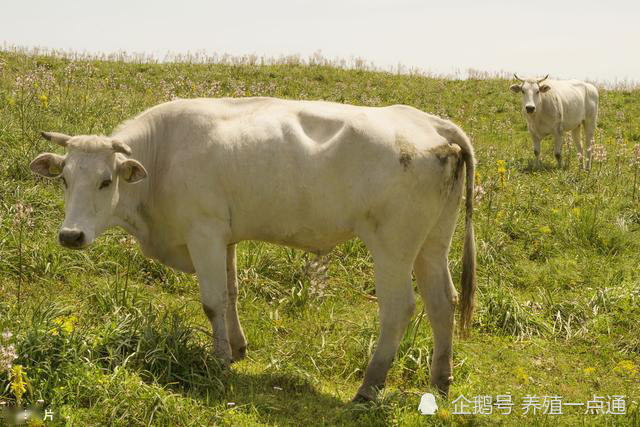 瘦牛催肥弱牛复壮要有针对性饲料配方需调整四季驱虫