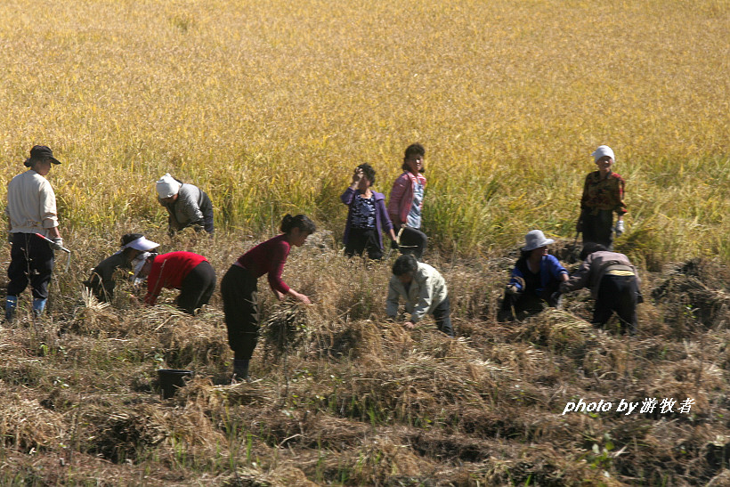 实拍朝鲜农民在田里集体干活的场面,景色非常壮观