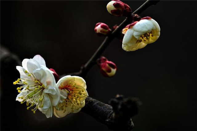 梅花落诗词五首,江城五月落梅花,李白的梅花落是什么含义?
