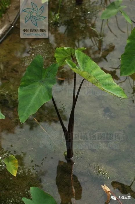 别名老芋,野芋艿,野芋头,红芋荷,野芋荷,野山芋,土芝,麻芋子,石芋