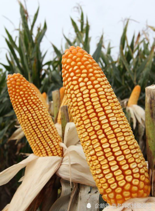 这几个超高产玉米新品种,全国大部分省份都能种植