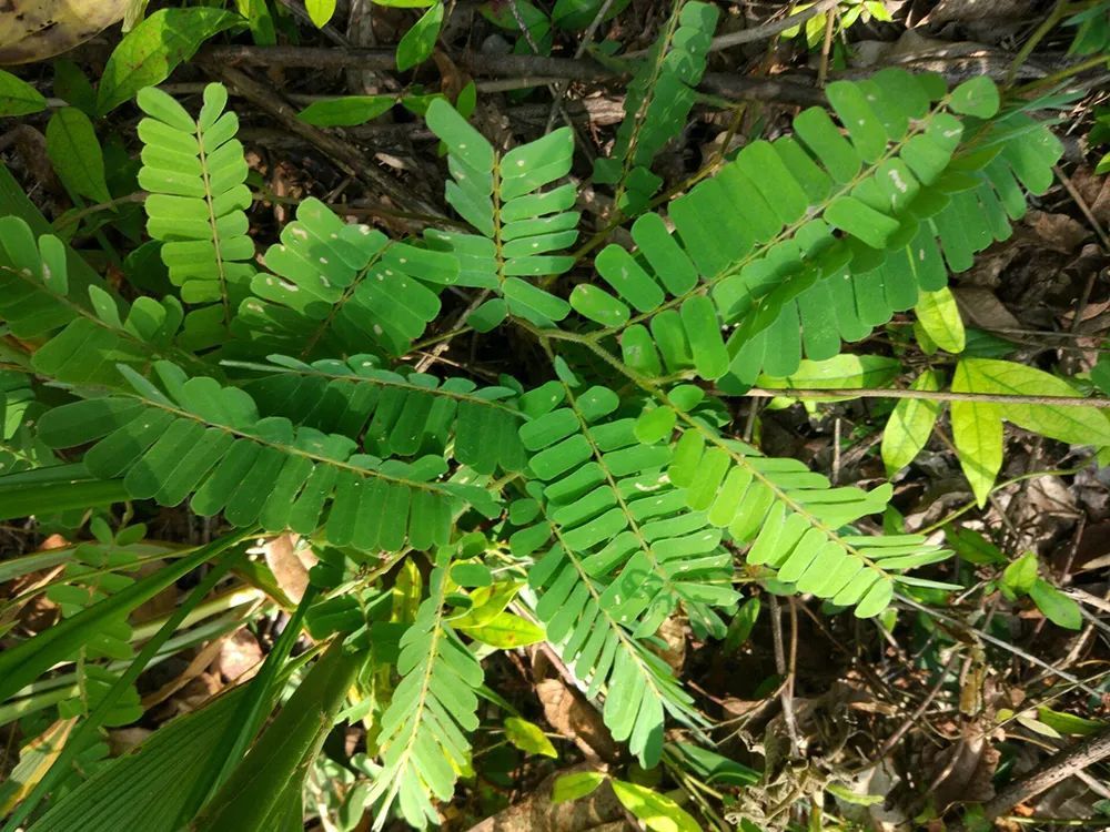 俗称"猪腰子草,种子有大毒,藤和叶却是煲汤良方,最好认识下