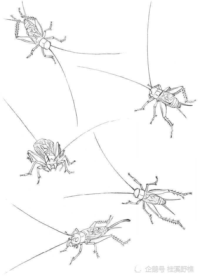草虫白描画法:从线条到造型,草虫其实很好画,收藏起来临摹学习