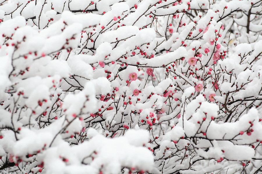 红梅雪