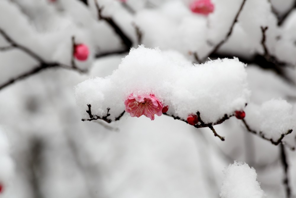 红梅雪