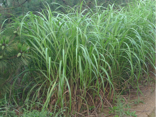 荒野维生野菜系列荻笋