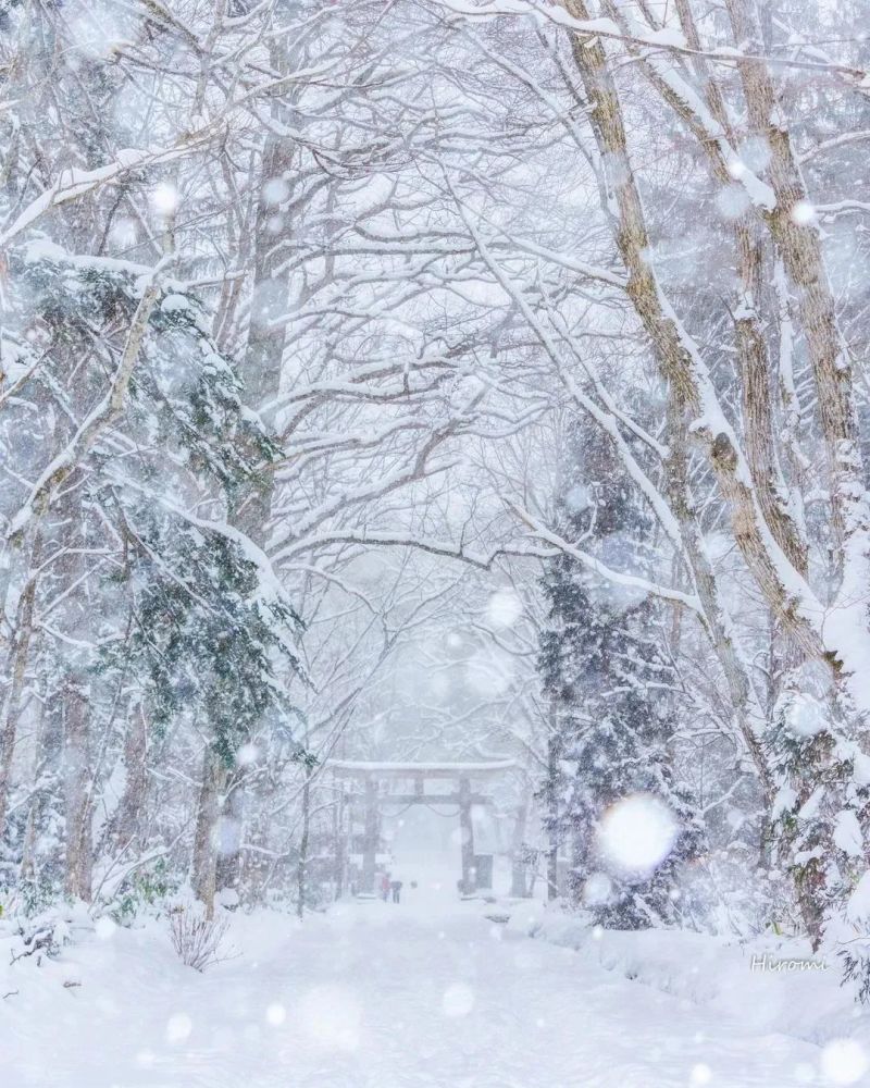 飘雪是冬天最美的时刻