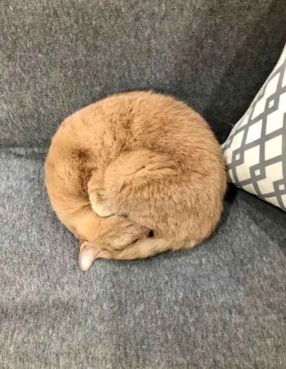 缩成一团的猫咪看起来像个面包