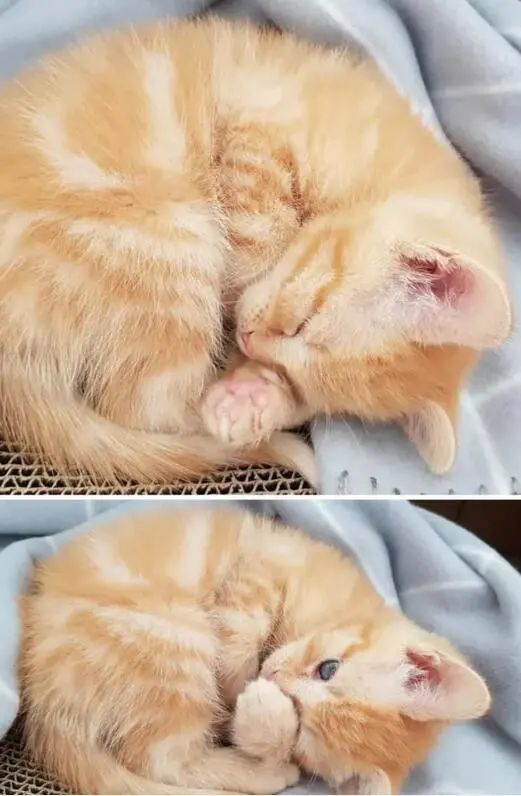 缩成一团的猫咪看起来像个面包
