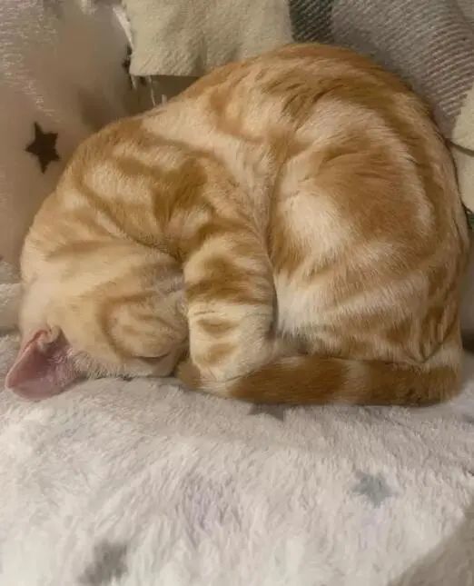 缩成一团的猫咪看起来像个面包