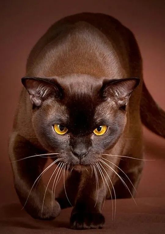的话,拥有如巧克力一般甜美外表和颜色的哈瓦那猫无疑是最完美的选择