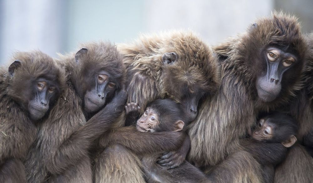 "抱团取暖"有用吗?这三种猴子用行动给出答案