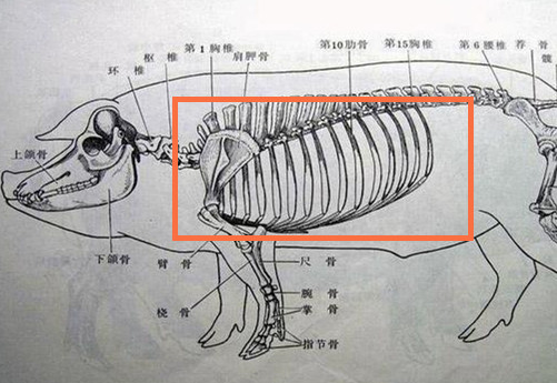 生猪骨骼示意图