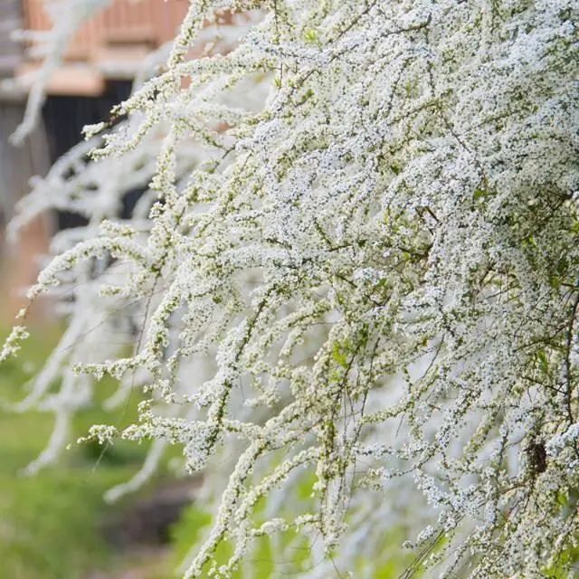 喷雪花霸王龙,开花像下雪一样美,适合庭院种植