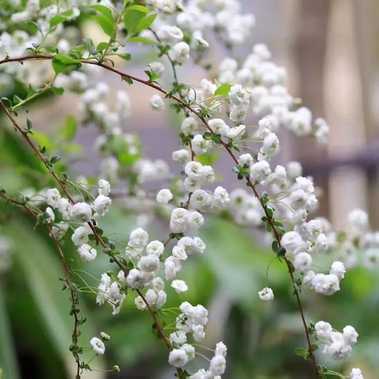 喷雪花霸王龙,开花像下雪一样美,适合庭院种植