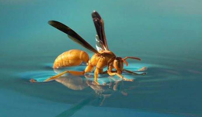 于南方古猿演化成人类,是属于高阶进化不同,黄蜂放弃了翅膀演化成蚂蚁