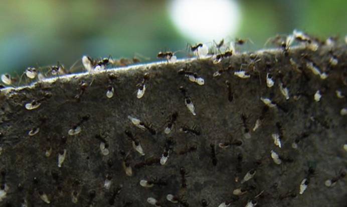 科学家发现"地狱蚂蚁",被困了9900万年,至今仍在咬食猎物
