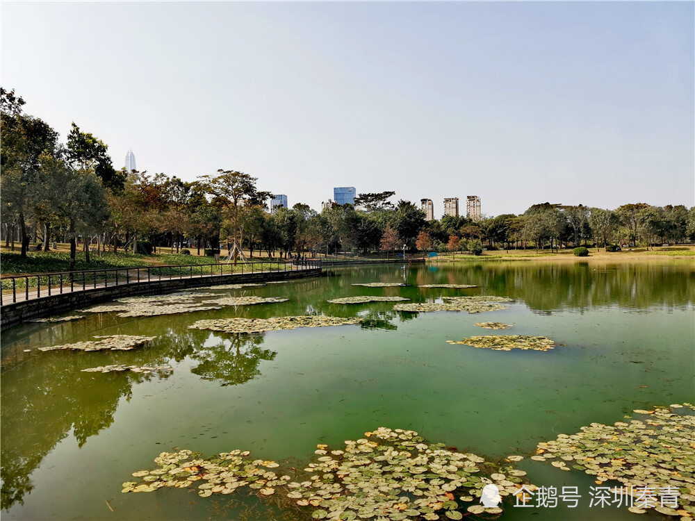 深圳福田河风光,在蓝天的倒影下,河水像一块绿宝石