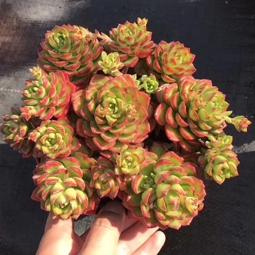 多肉蒂亚植物造型不美?是因为平时这"1点"忽略了!