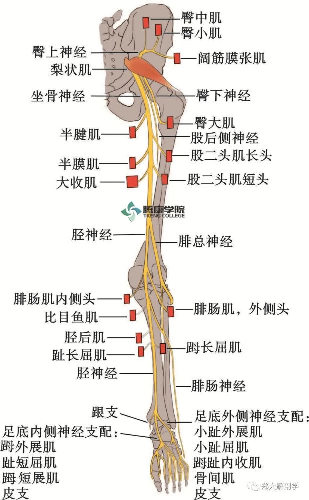 胫神经解剖简述