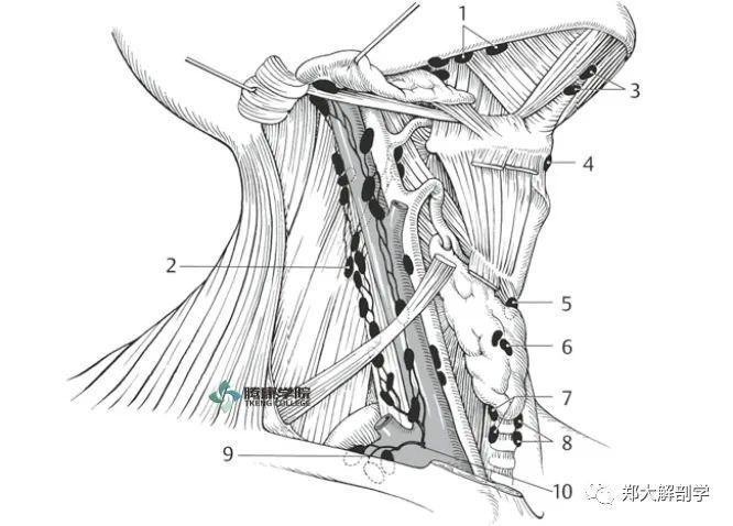 身体不同部位的淋巴引流和局部淋巴结群