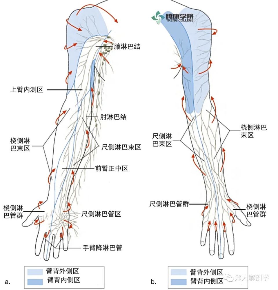 中央淋巴丛的淋巴液,在大鱼际和小鱼际之间,沿掌侧向上形成前臂内侧区