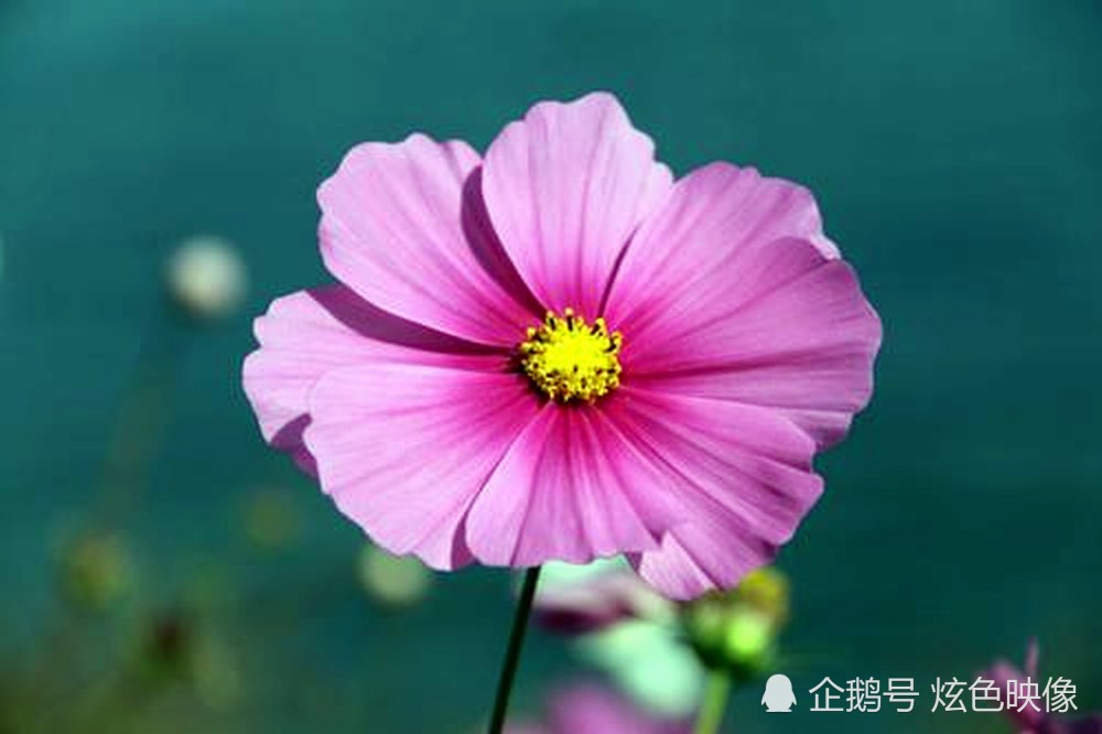王琪《我是你的格桑花》|深情诉说着凄美的爱情故事