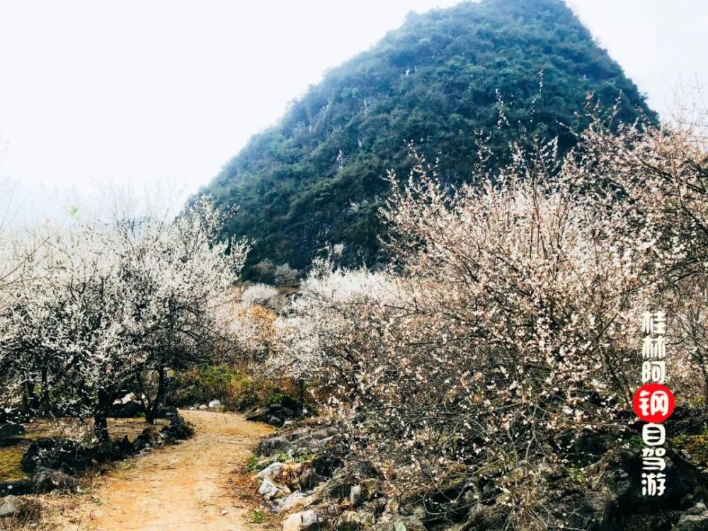 看梅花林现场实拍 平乐百亩梅花美景 这片漂亮的梅花林就藏在桂林平乐