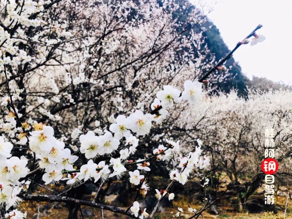 这片漂亮的梅花林就藏在桂林平乐县的水山村,梅花和李花加起来大概有