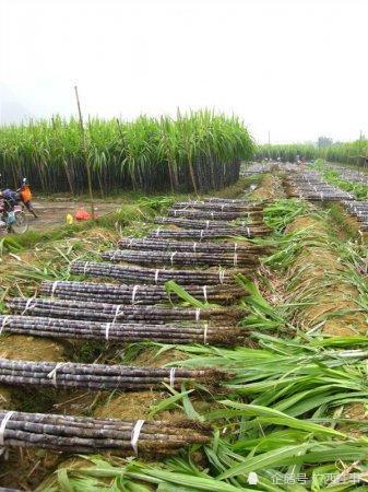 广西10大甘蔗种植县都是哪些地方