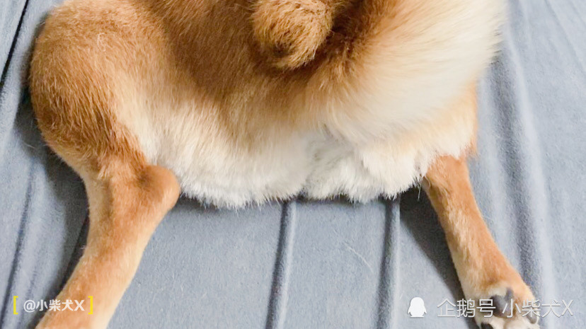 再不了解就晚了!柴犬的那些常见遗传病