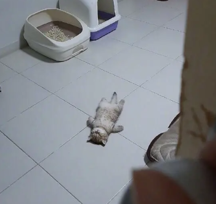 猜成语狗跳_看图猜成语(3)