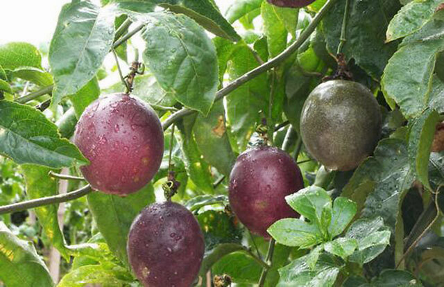 果树百香果用什么肥可以果实膨大促花保果用什么复合肥能用膨大素吗